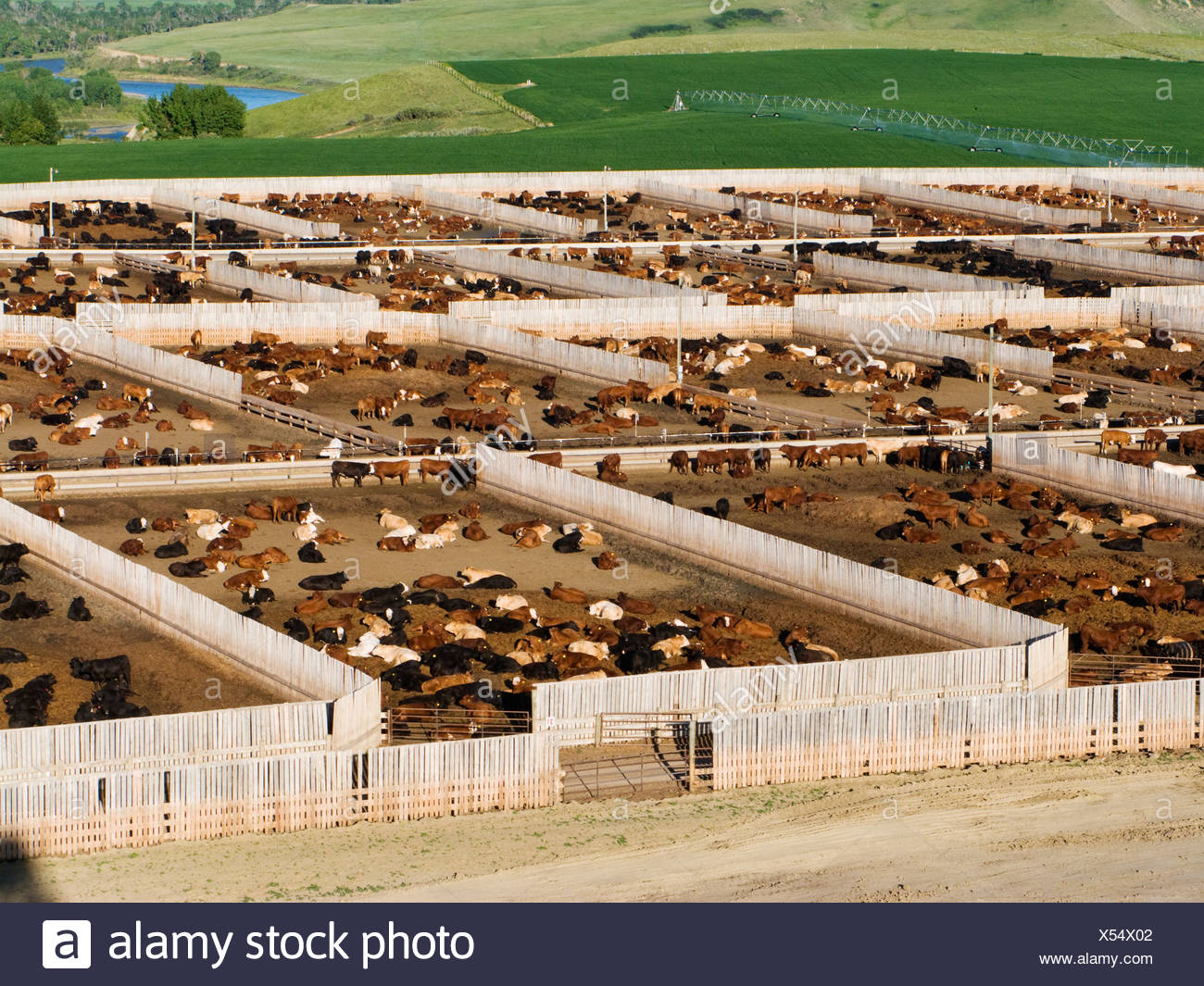 Feedlots Cattle Stock Photos & Feedlots Cattle Stock Images Alamy