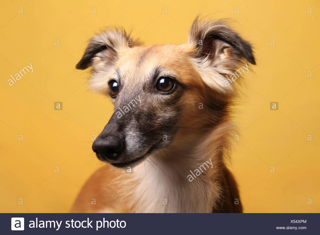 Longhaired Whippet Or Silken Windsprite Whippet Portrait Stock
