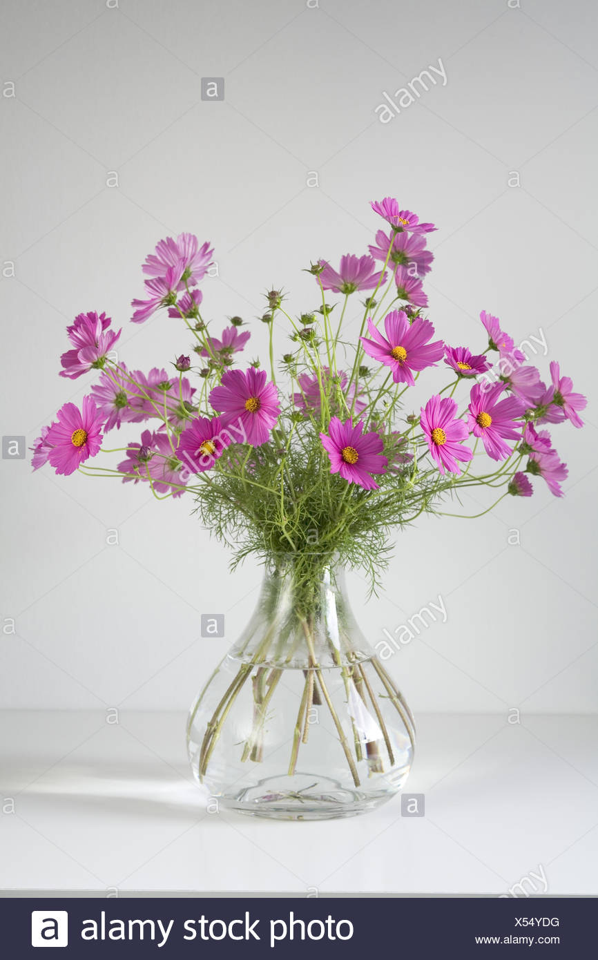 Cosmos Flower Bouquet High Resolution Stock Photography And Images Alamy cosmos-flower-bouquet-high-resolution-stock-photography-and-images-alamy