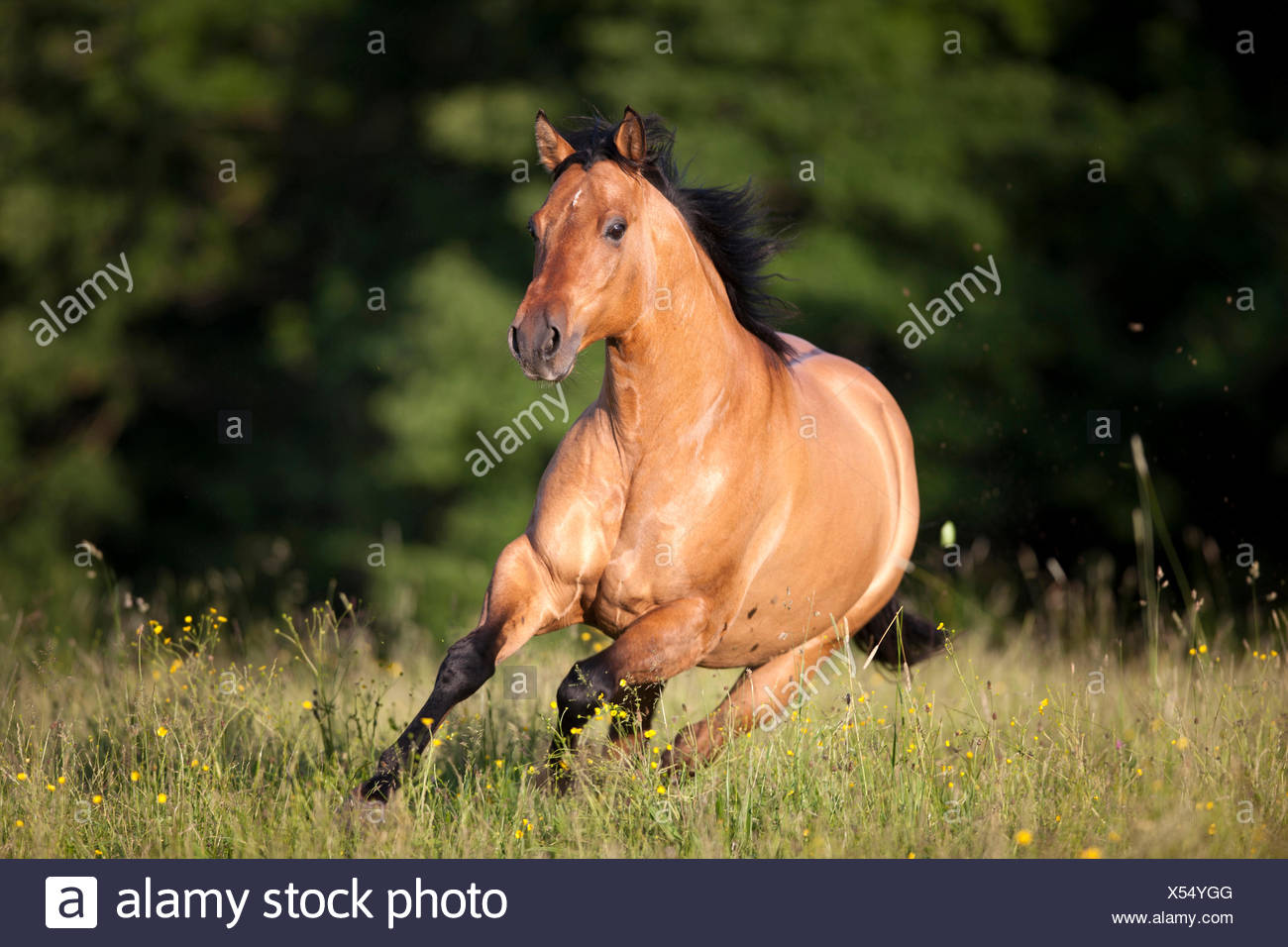 American Quarterhorse High Resolution Stock Photography and Images - Alamy