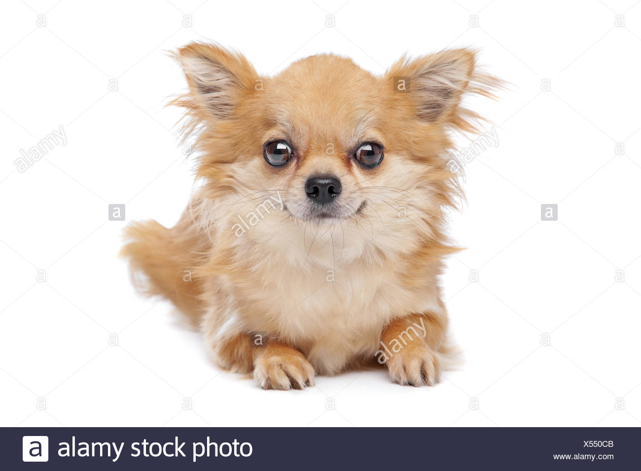 Brown Chihuahua Stock Photos Brown Chihuahua Stock Images Alamy