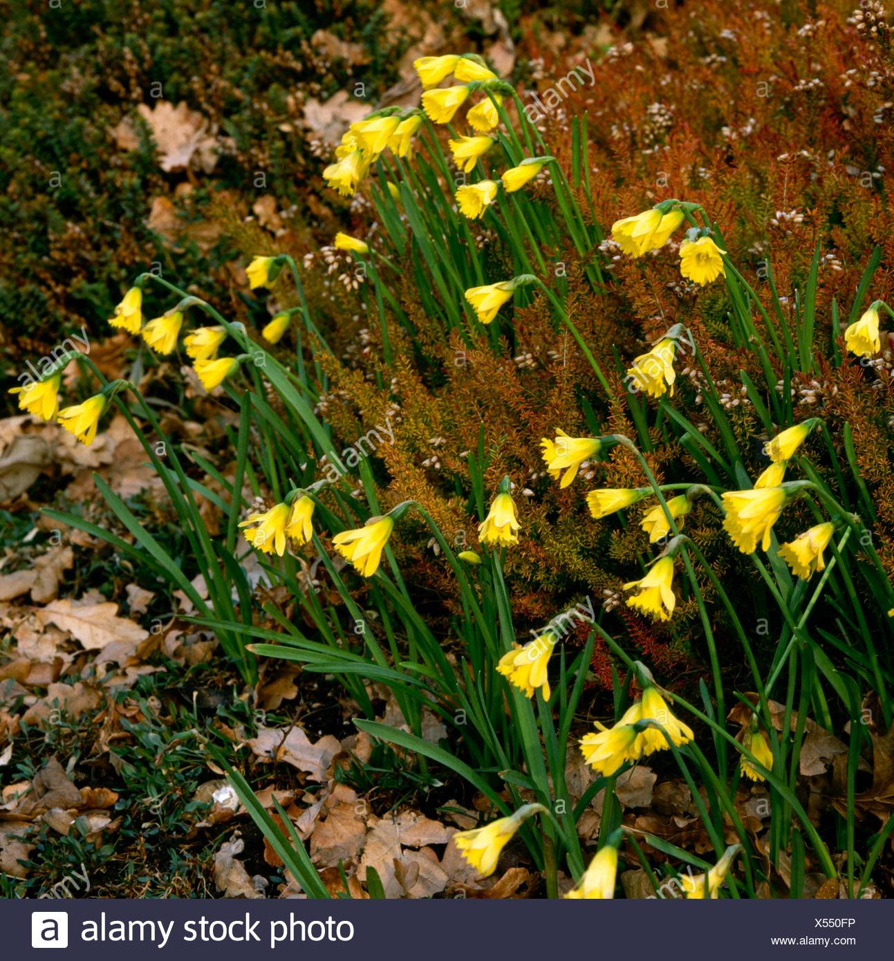 Narcissus Minor Cedric Morris Bul045876 Stock Photo Alamy