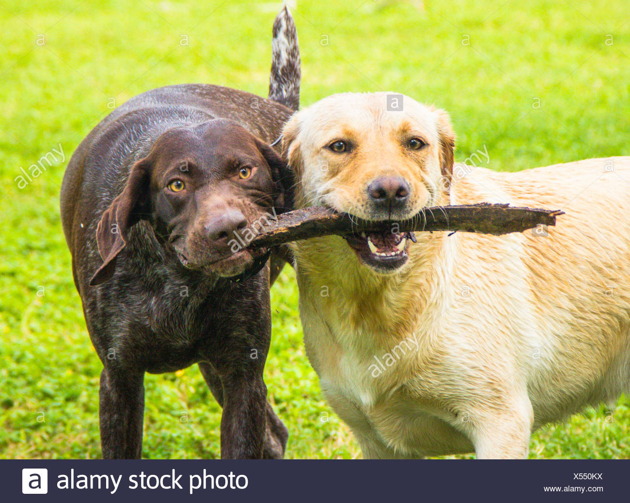 Labrador Retriever And German Shorthaired Pointer Dogs Playing