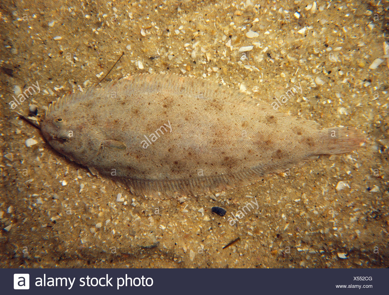Senegalese Sole Stock Photos & Senegalese Sole Stock Images - Alamy