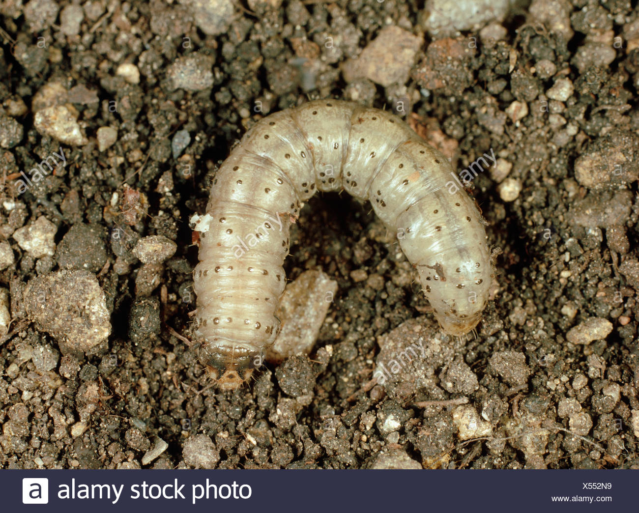 download cutworms in lawn download cutworms in lawn