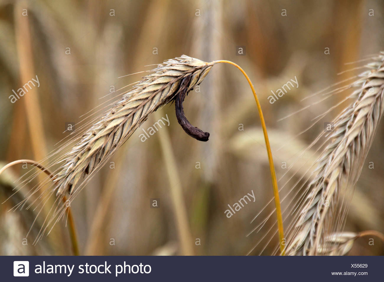 Ergot Rye High Resolution Stock Photography and Images Alamy