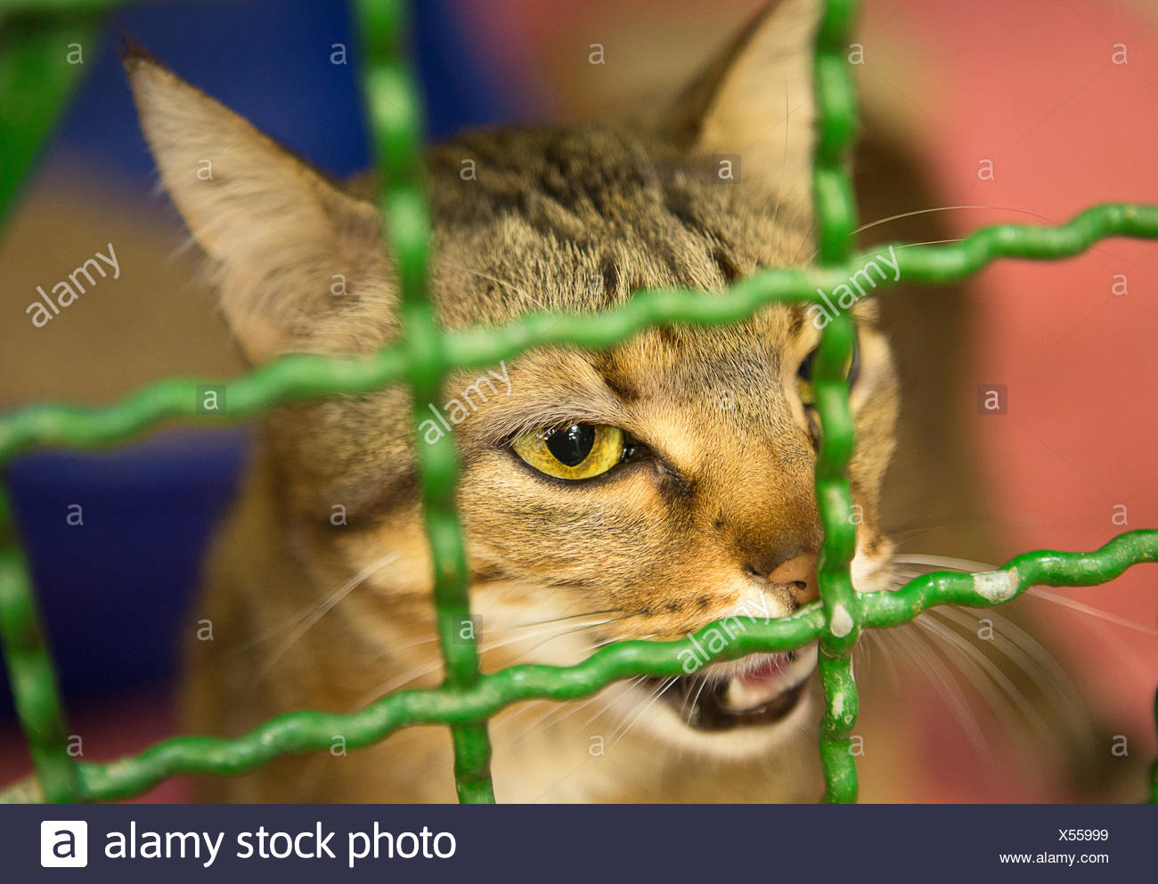 Trellis Animals High Resolution Stock Photography and Images Alamy