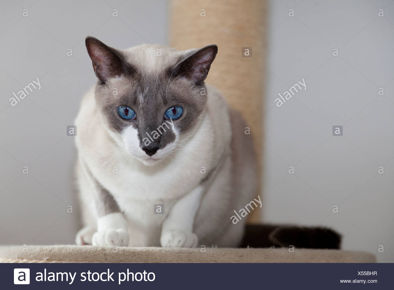 blue snowshoe cat