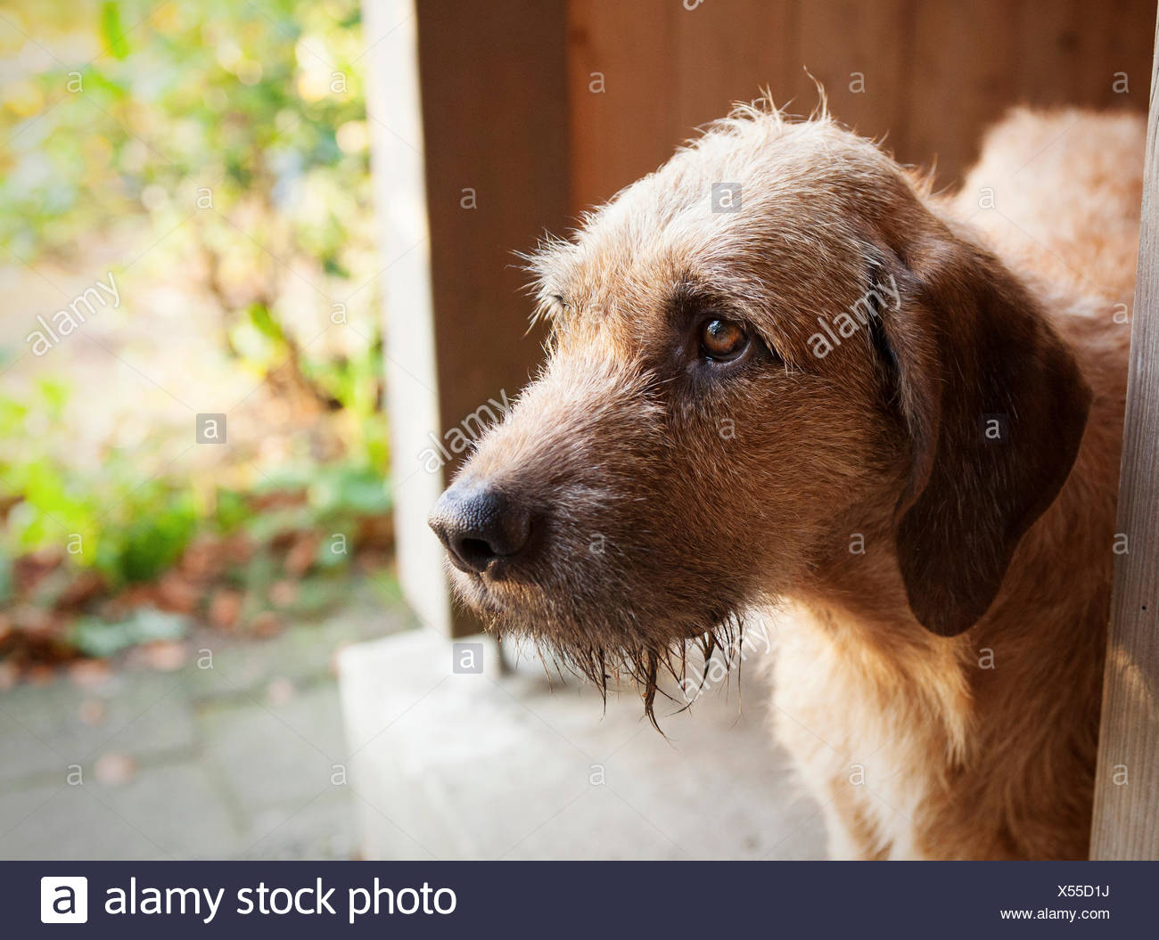 Coarse Haired Hound High Resolution Stock Photography And Images Alamy