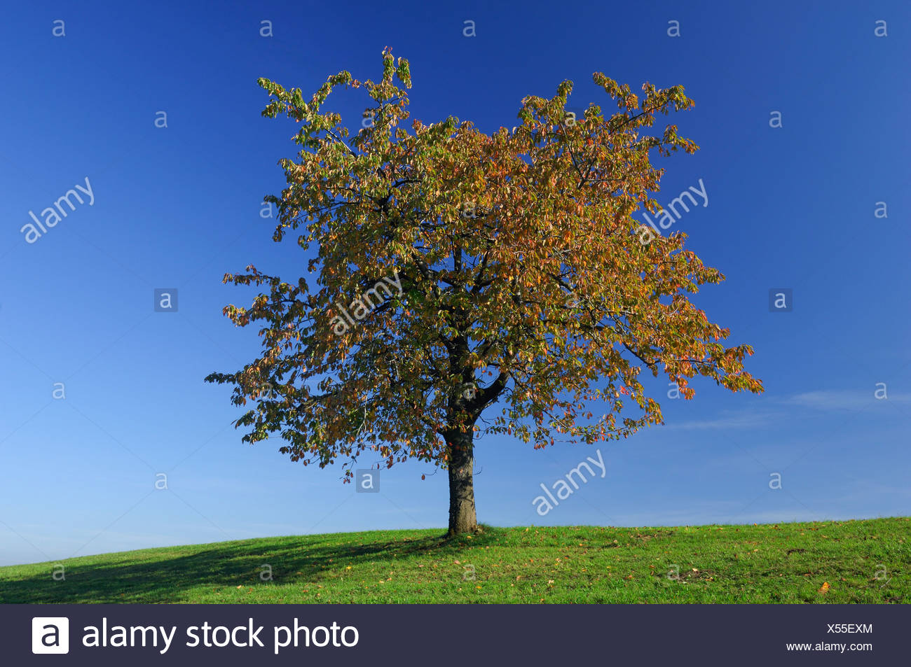 Page 2 Cherry Colour High Resolution Stock Photography And Images Alamy