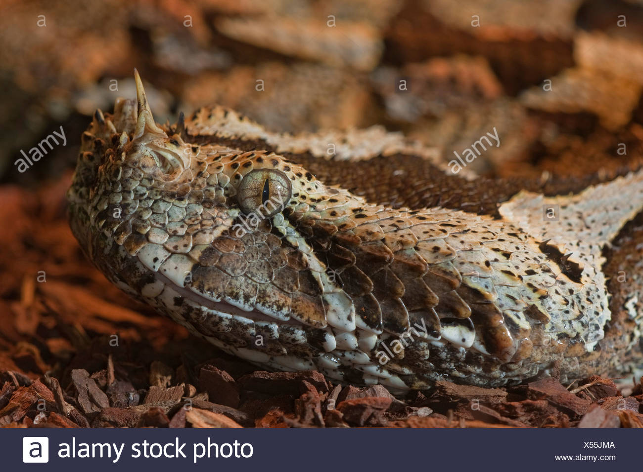 rhinoceros viper for sale rhinoceros viper for sale