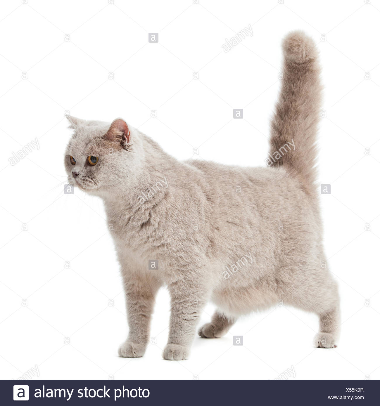 British Shorthair Cat On A White Background Brit Stock Photo