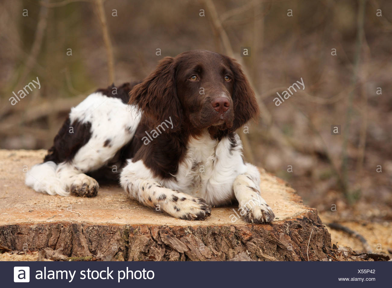 Small Munsterlander Dog Stock Photo Alamy