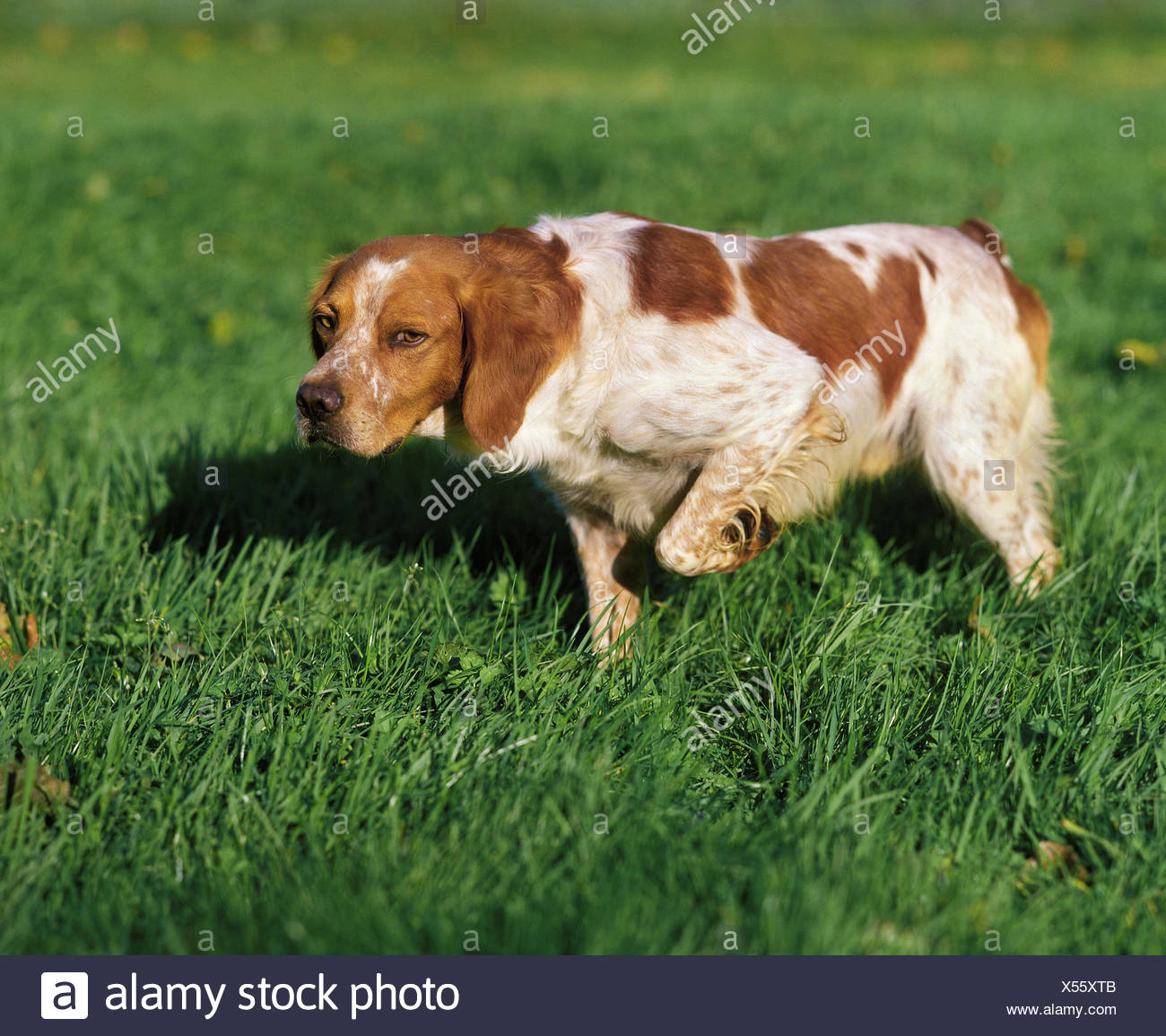 Epagneul Breton Or Brittany Spaniel Stock Photo Alamy