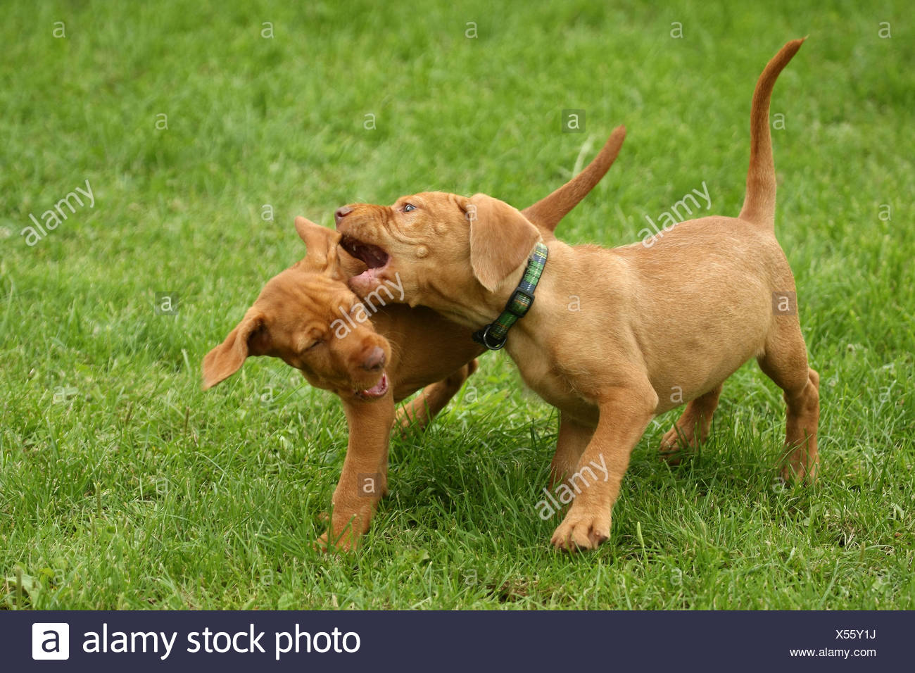 Page 3 Two Vizsla High Resolution Stock Photography And Images Alamy