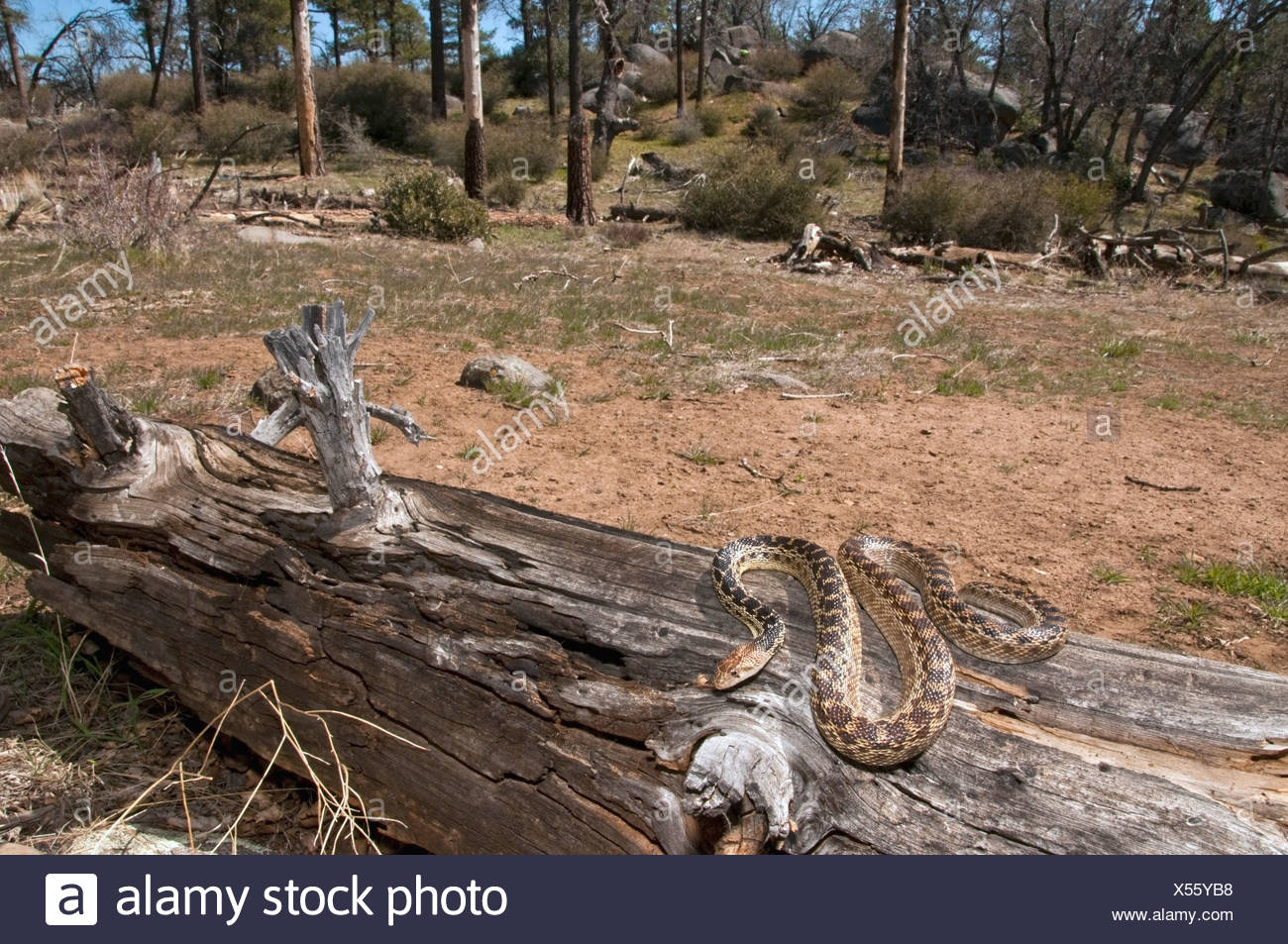 Gopher Wood Stock Photos & Gopher Wood Stock Images Alamy