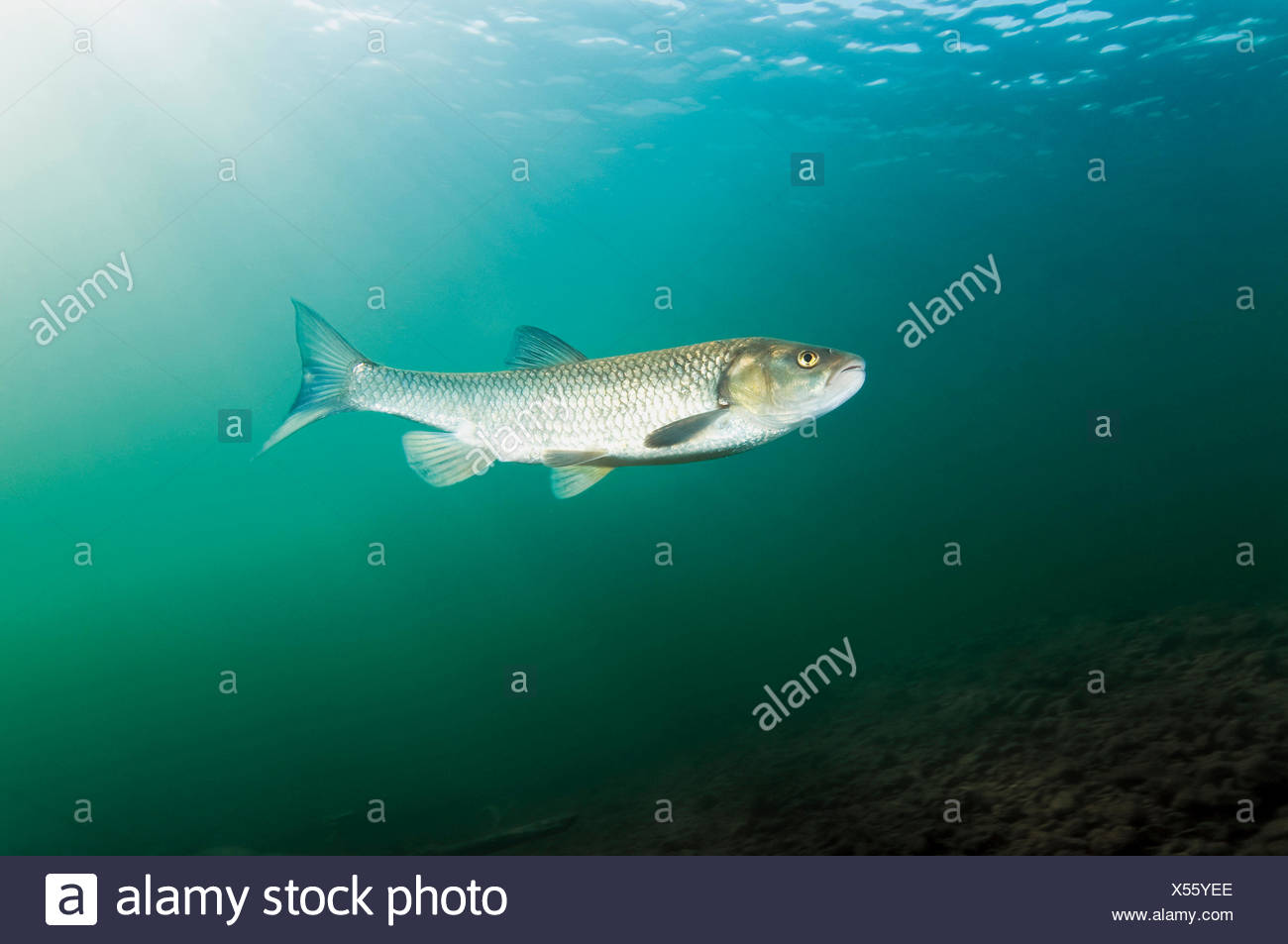 Dobel Aitel Im Einlauf Des Grundlsees Steiermark Osterreich Fisch Susswasserfisch Dobel Alet Eite Aitel Karpfenfisch Karpfenfische Fish Stock Photo Alamy