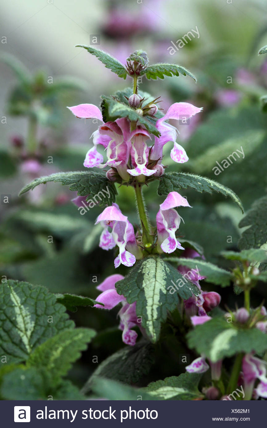 Lamium maculatum Gefleckte Taubnessel