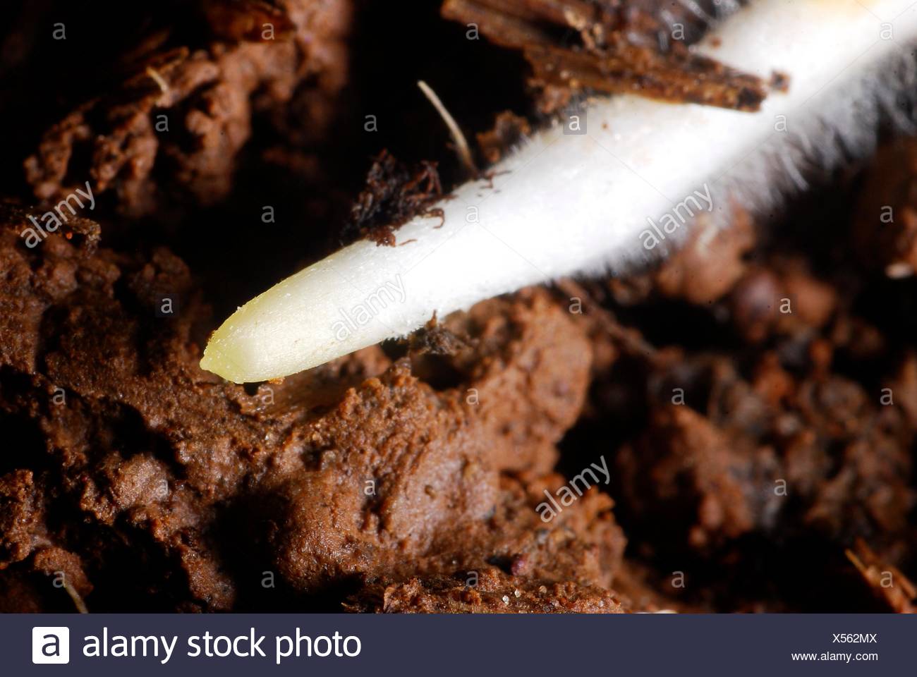 Root hairs and apical meristem. Root of Rhynchospora nervosa Stock Photo -  Alamy