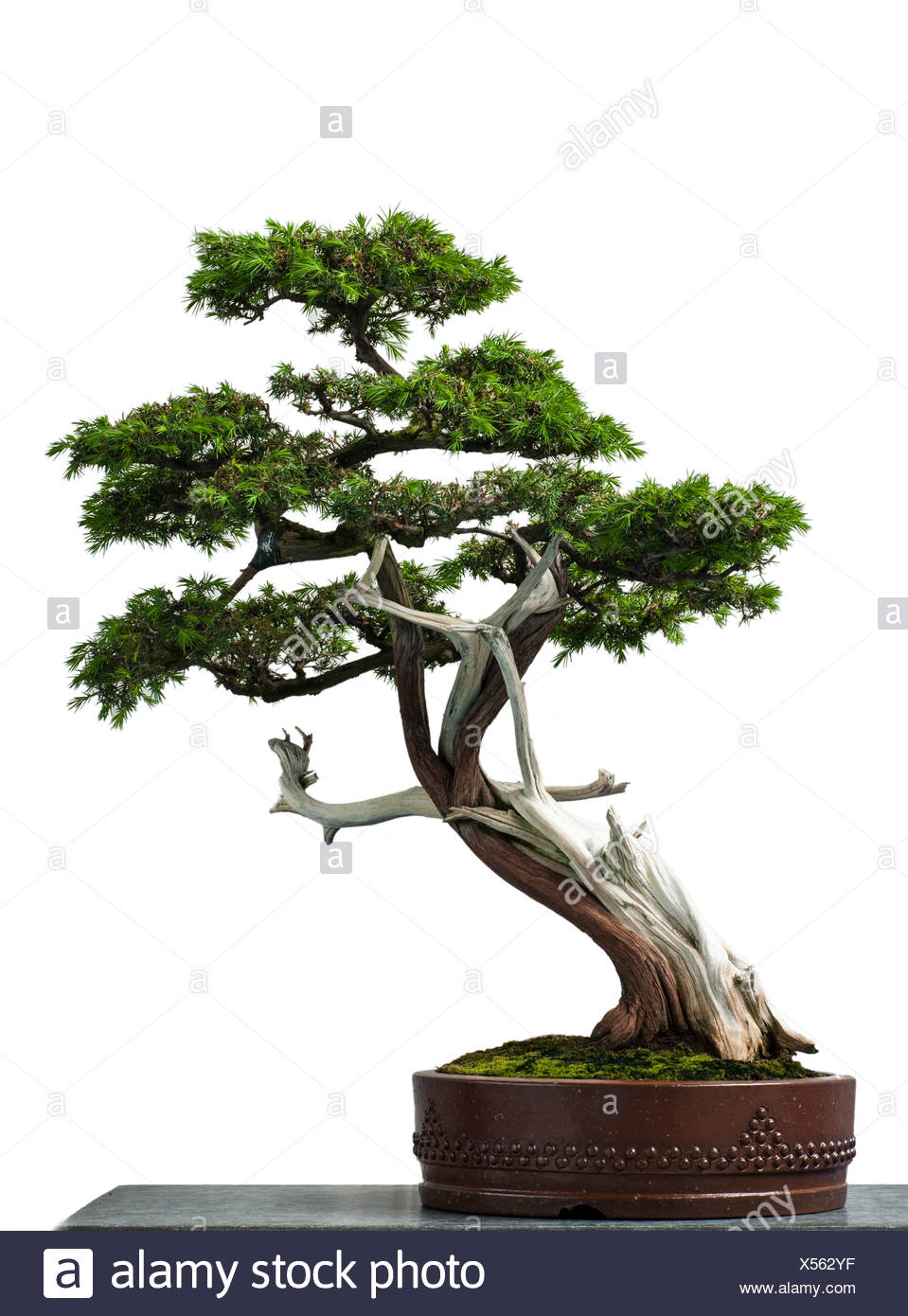Cypress Bonsai Tree High Resolution Stock Photography And Images Alamy