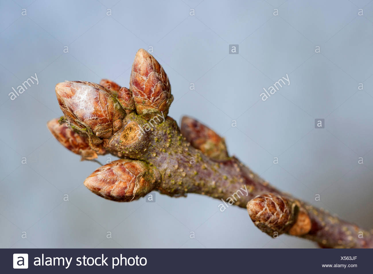 Oak Buds Stock Photos & Oak Buds Stock Images Alamy
