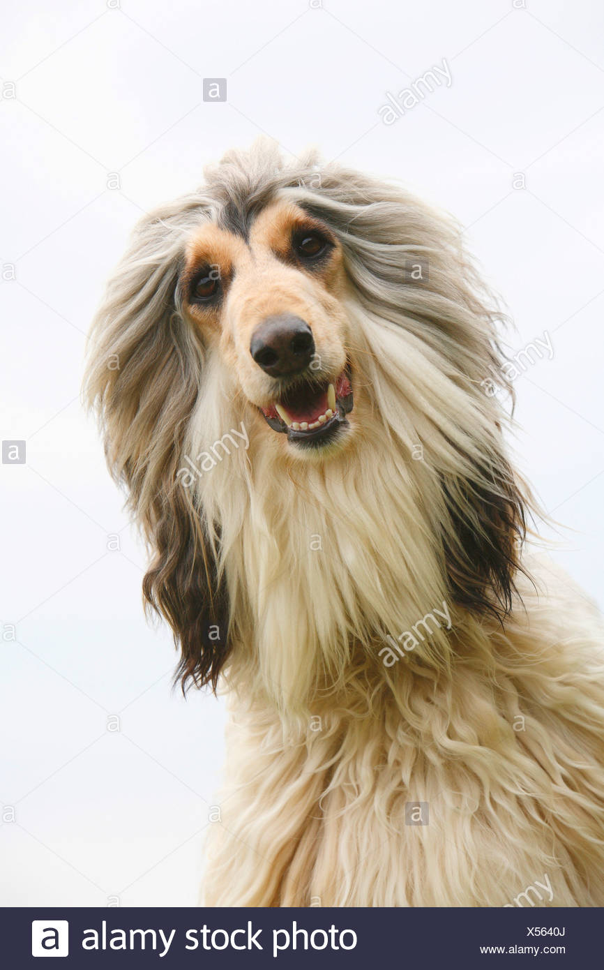 Long Haired Greyhounds High Resolution Stock Photography and Images Alamy