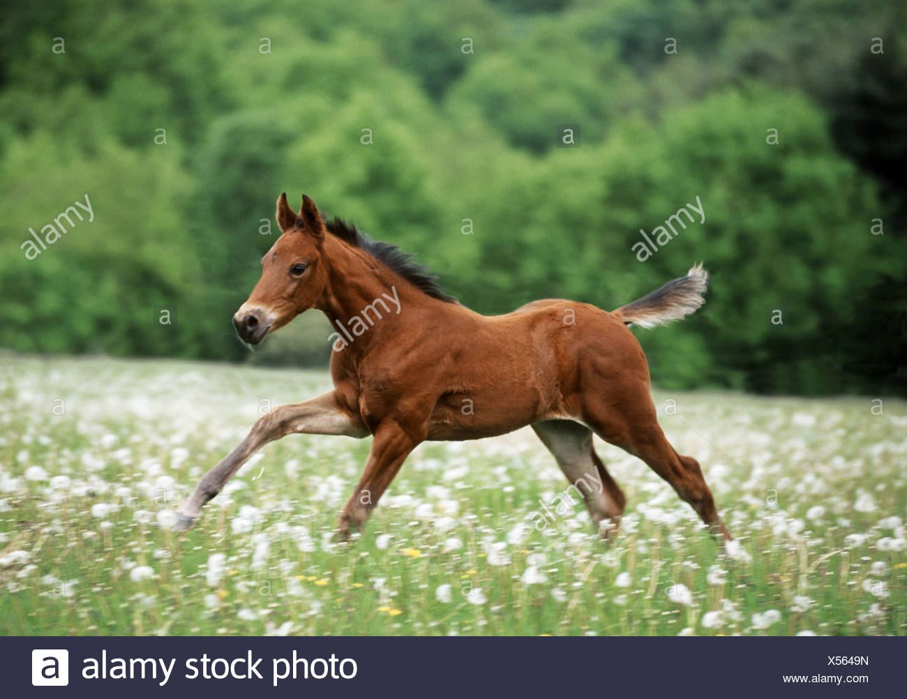 Anglo Arabian Horses High Resolution Stock Photography and Images Alamy