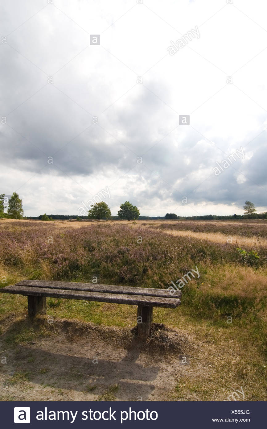 Bank Der Heide Stock Photo 278575320 Alamy