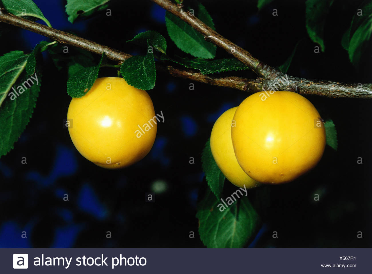 Botany Plum Prunus Domestica Mirabelle Small Yellow Plums At Branch Plum Tree Plums Stone Fruit Fruits Yellow Stock Photo Alamy