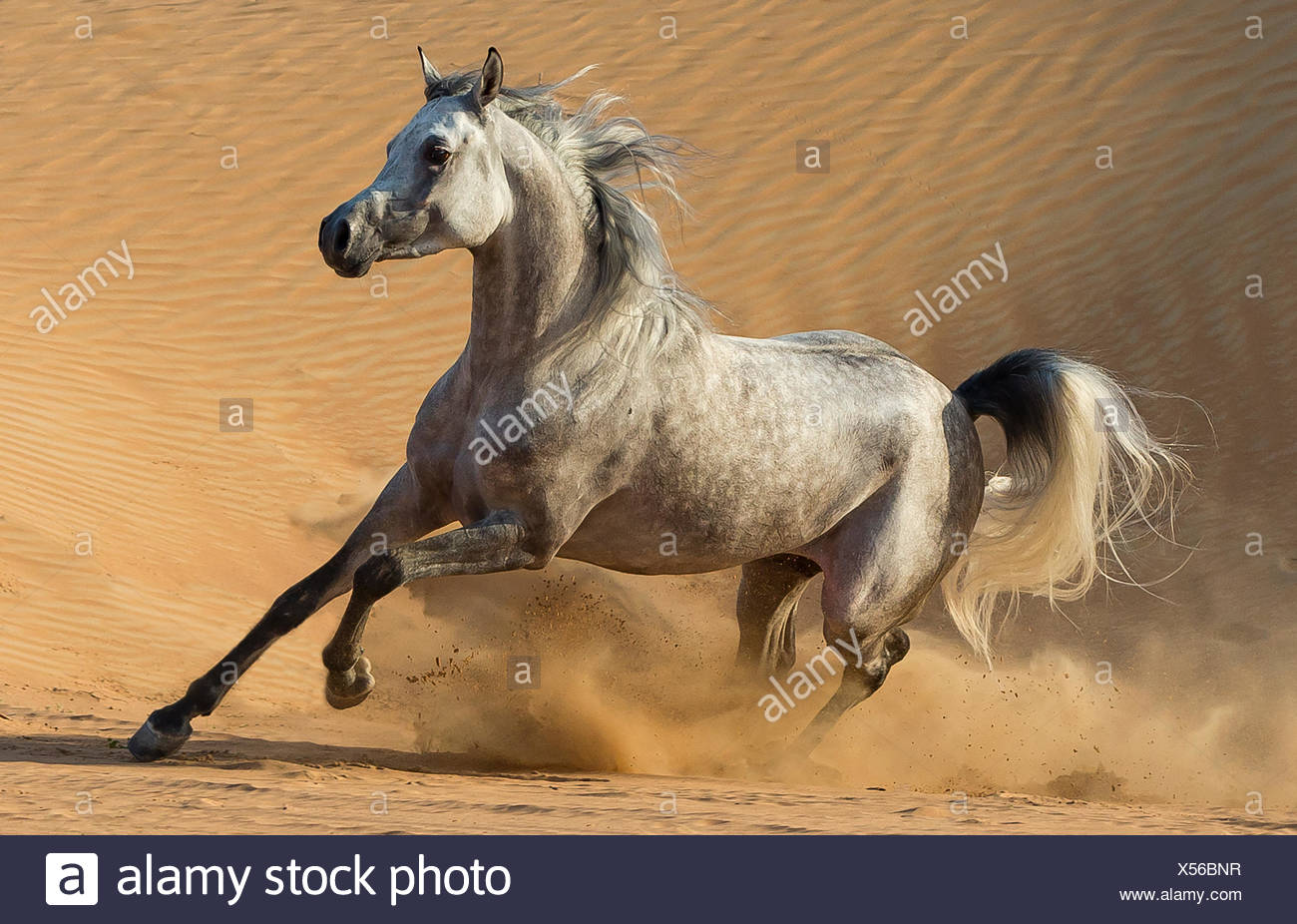 dapple grey horse stock photos dapple grey horse stock images alamy