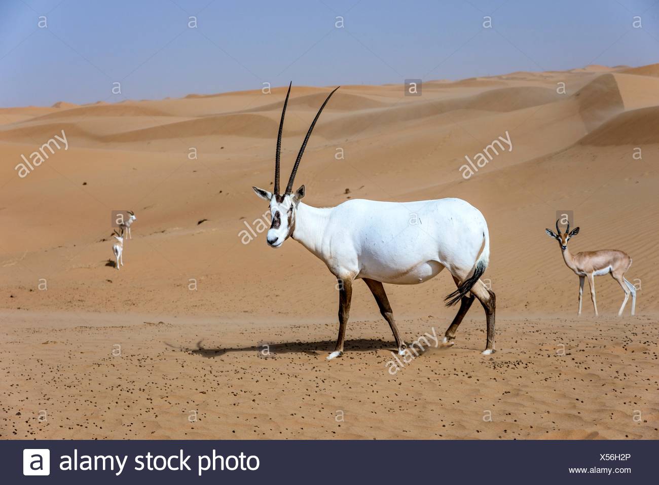 Arabian Oryx Arabian Desert Al Maha Conservation Reserve - 