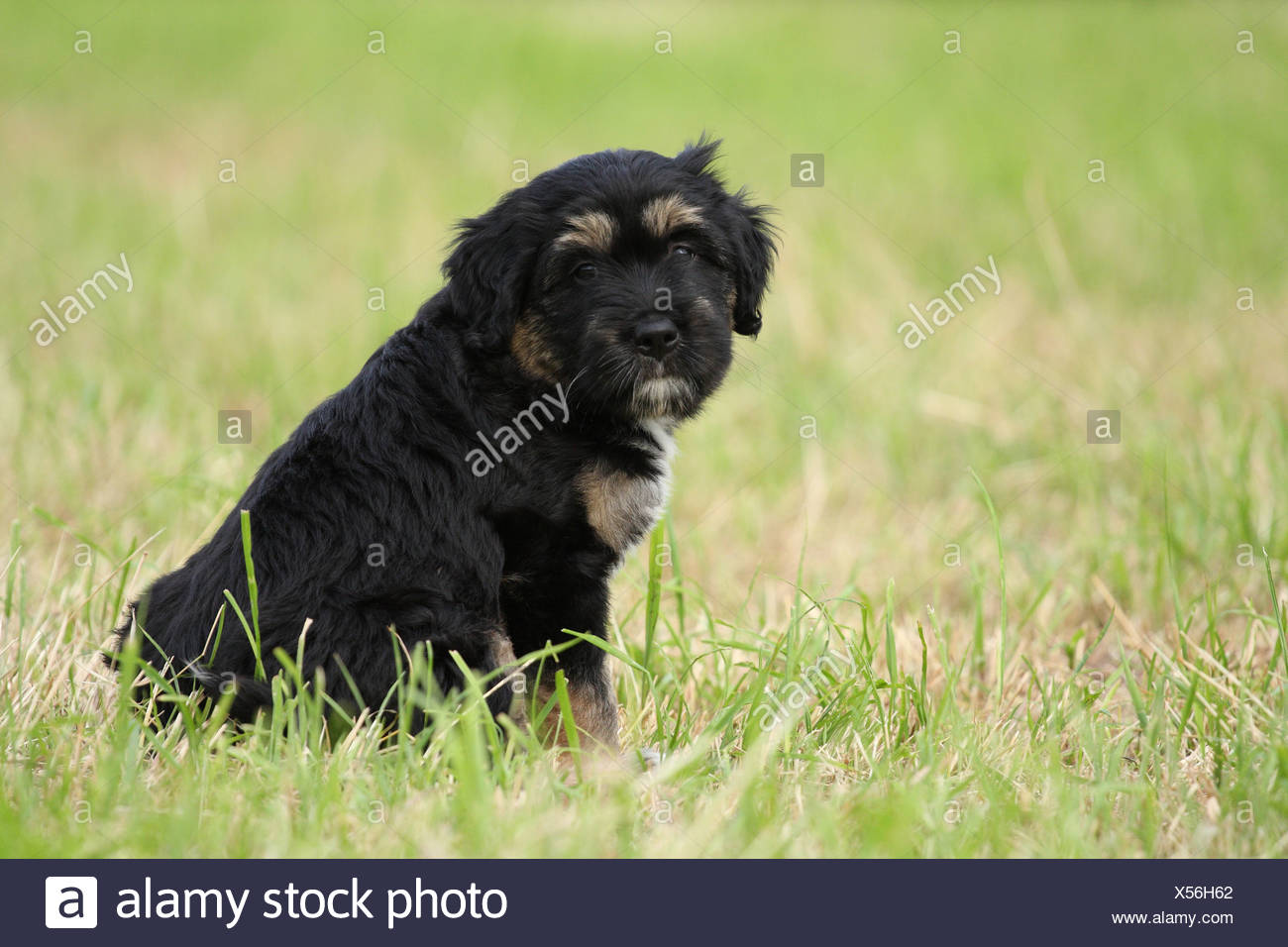 portuguese sheepdog puppies