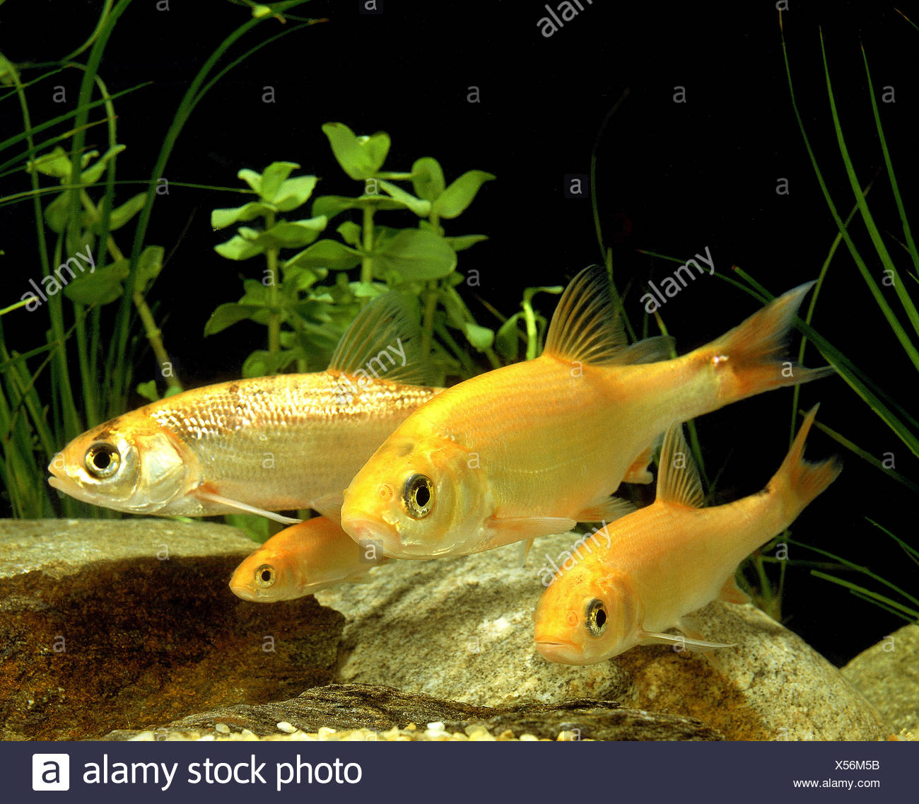 Golden Orfe Stock Photos & Golden Orfe Stock Images - Alamy