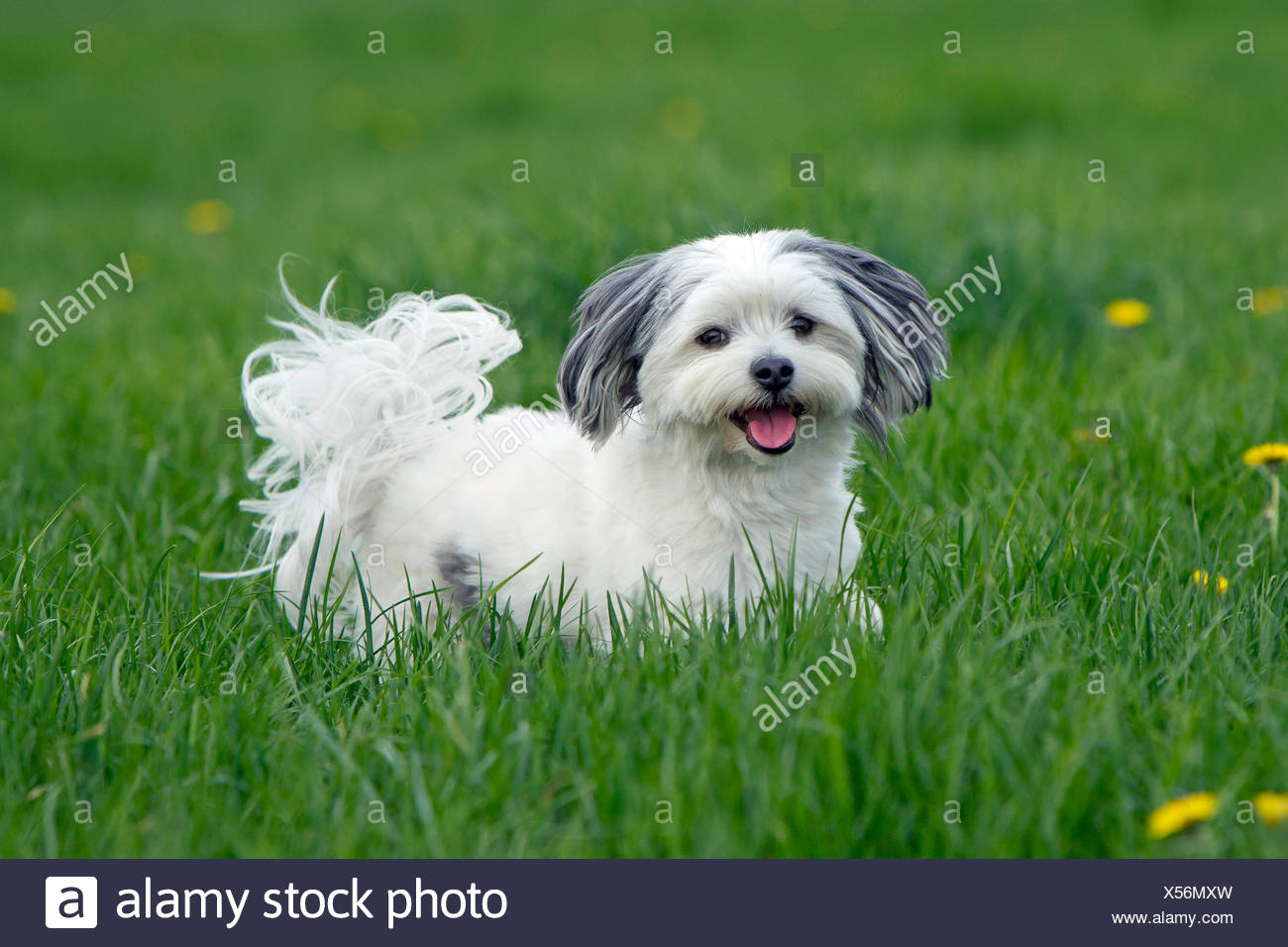 Mixed Breed Between Maltese And Shih Tzu On A Meadow Stock Photo Alamy