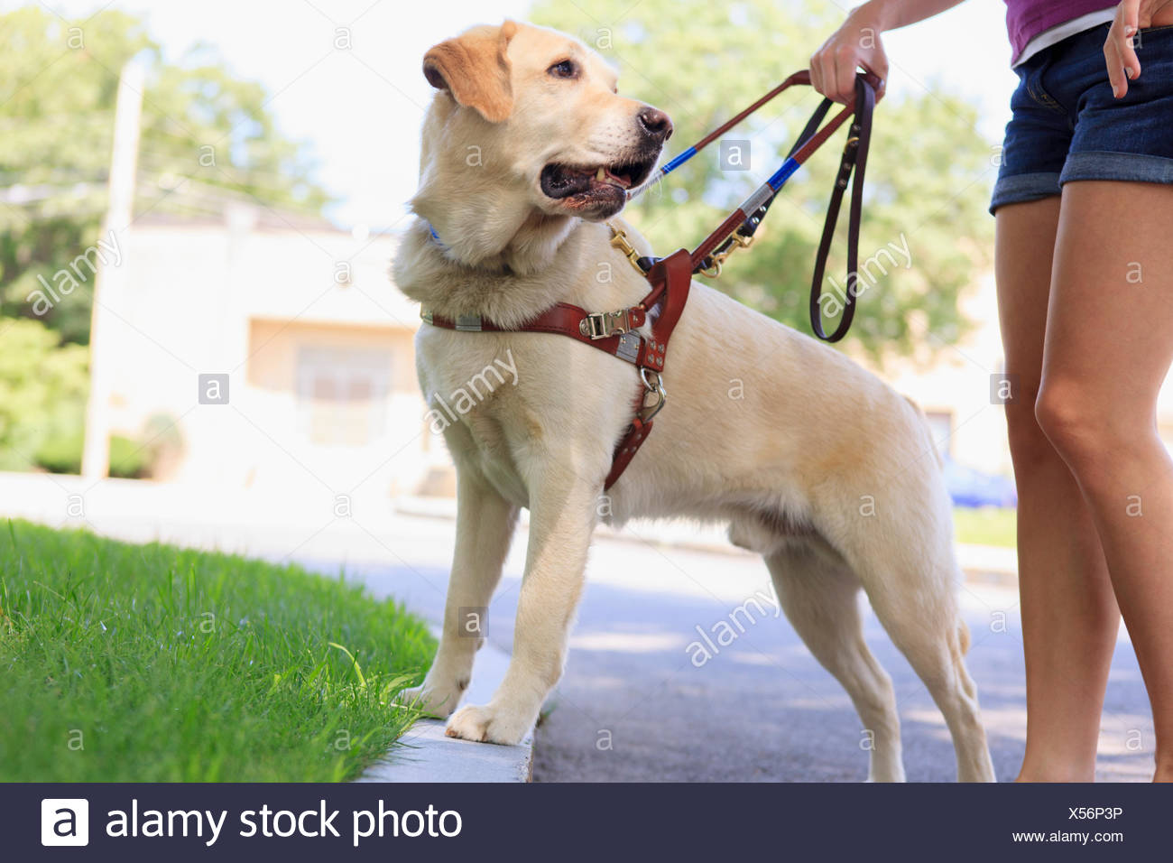 Dog Waits on the Curb for a Month After His Family Abandons Him During a Move advise Dog Waits on the Curb for a Month After His Family Abandons Him During a Move recommendations