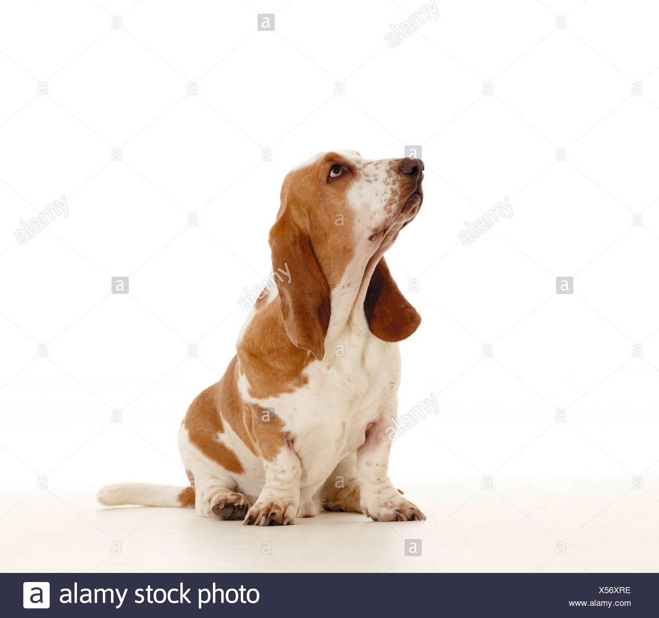 basset hound sitting