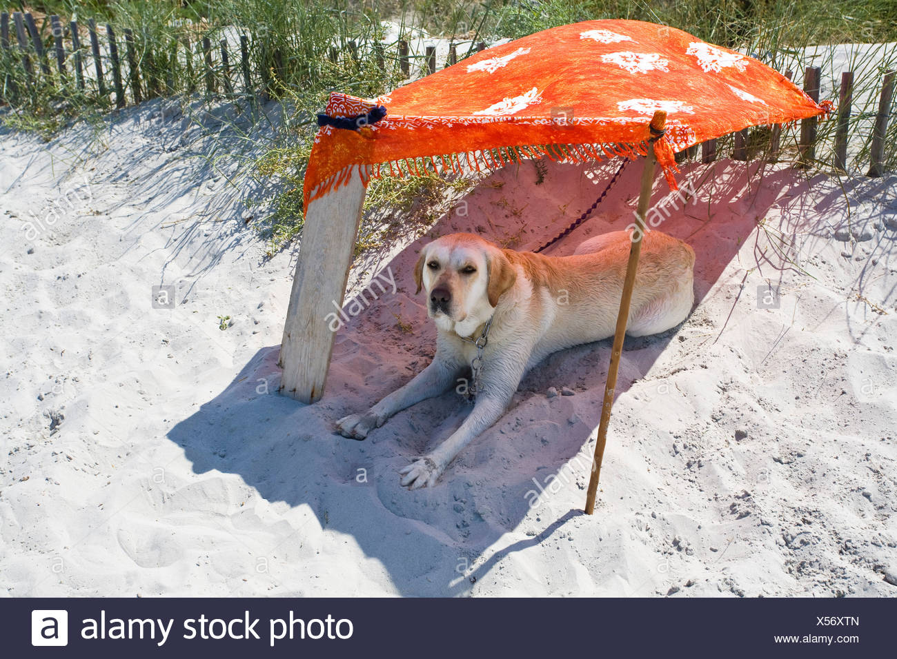 dog beach shade