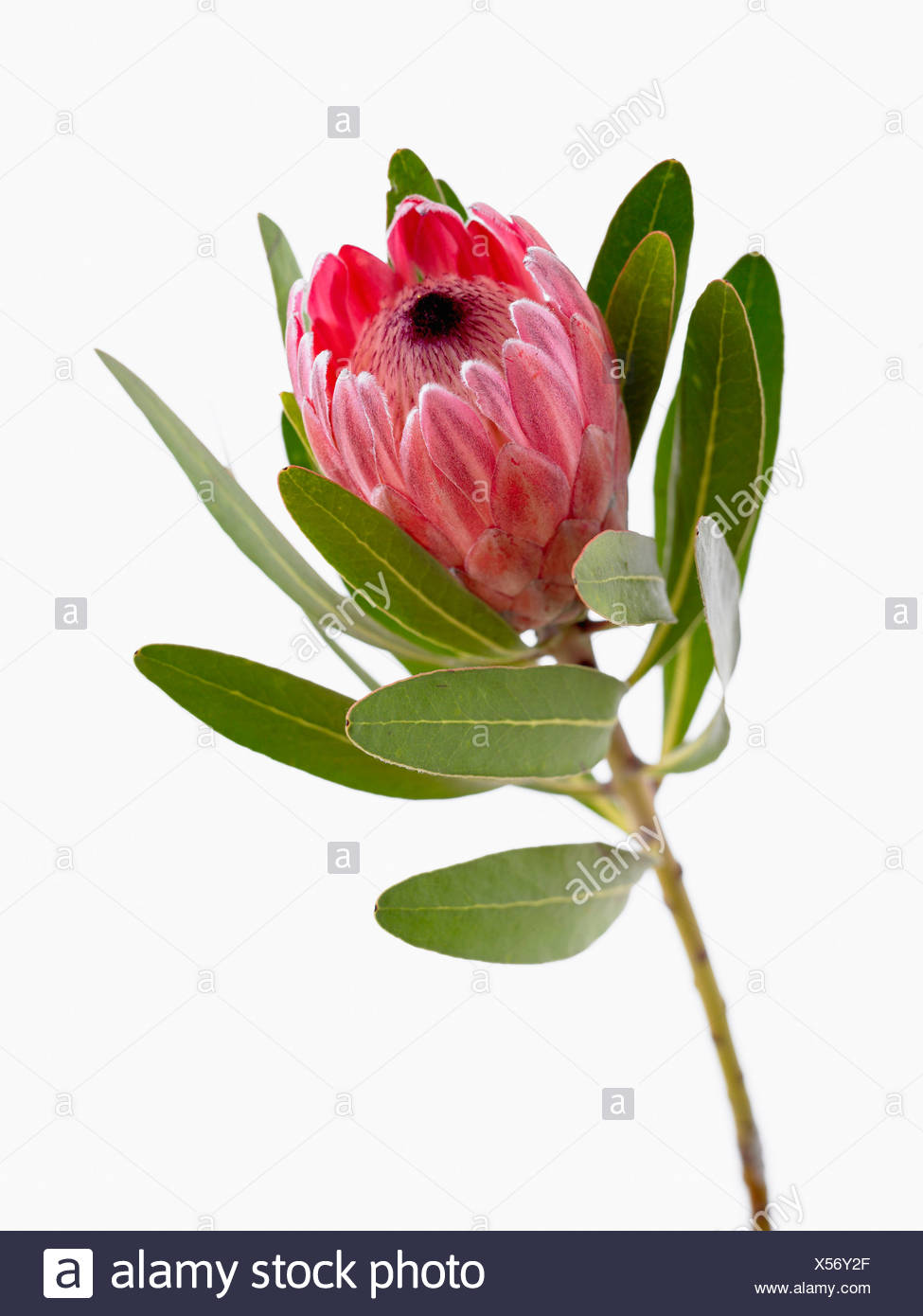 Protea Neriifolia X Susannae Pink Ice Single Flower On Leafy Stem Against A White Background Stock Photo Alamy