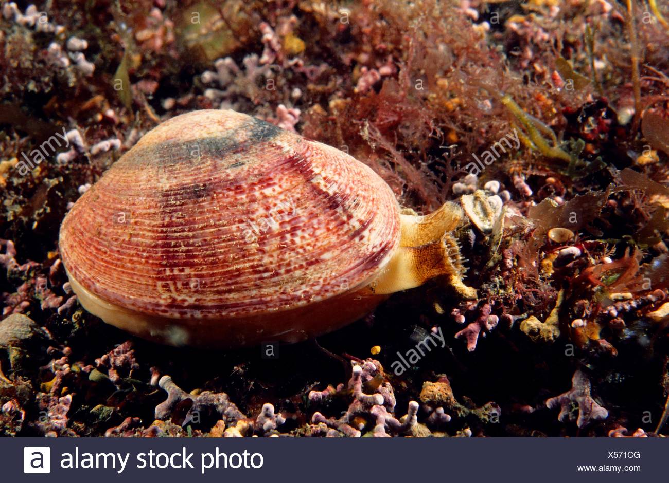 Venus Clam Stock Photos & Venus Clam Stock Images - Alamy