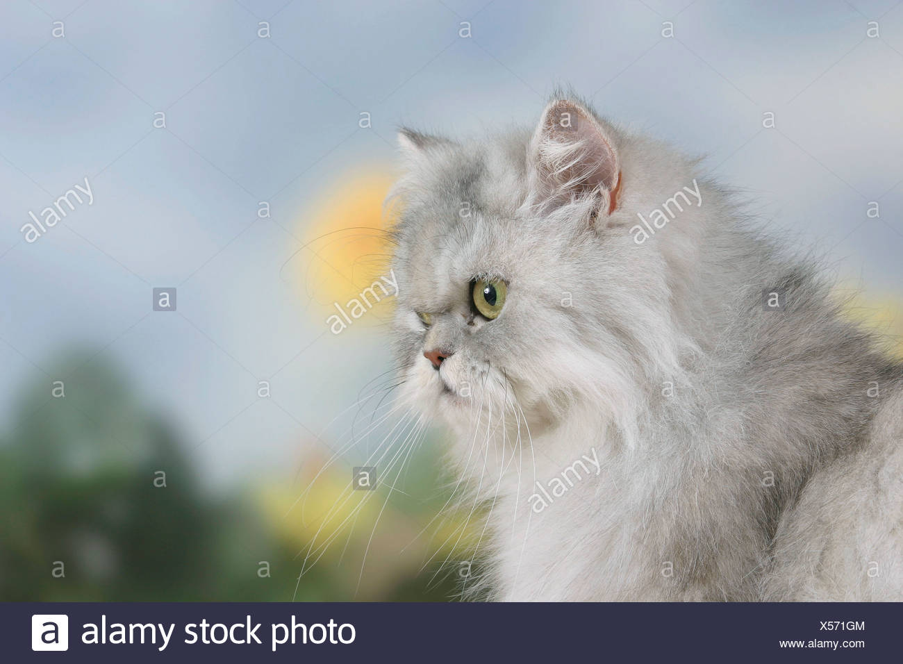 Silver Shaded High Resolution Stock Photography And Images Alamy
