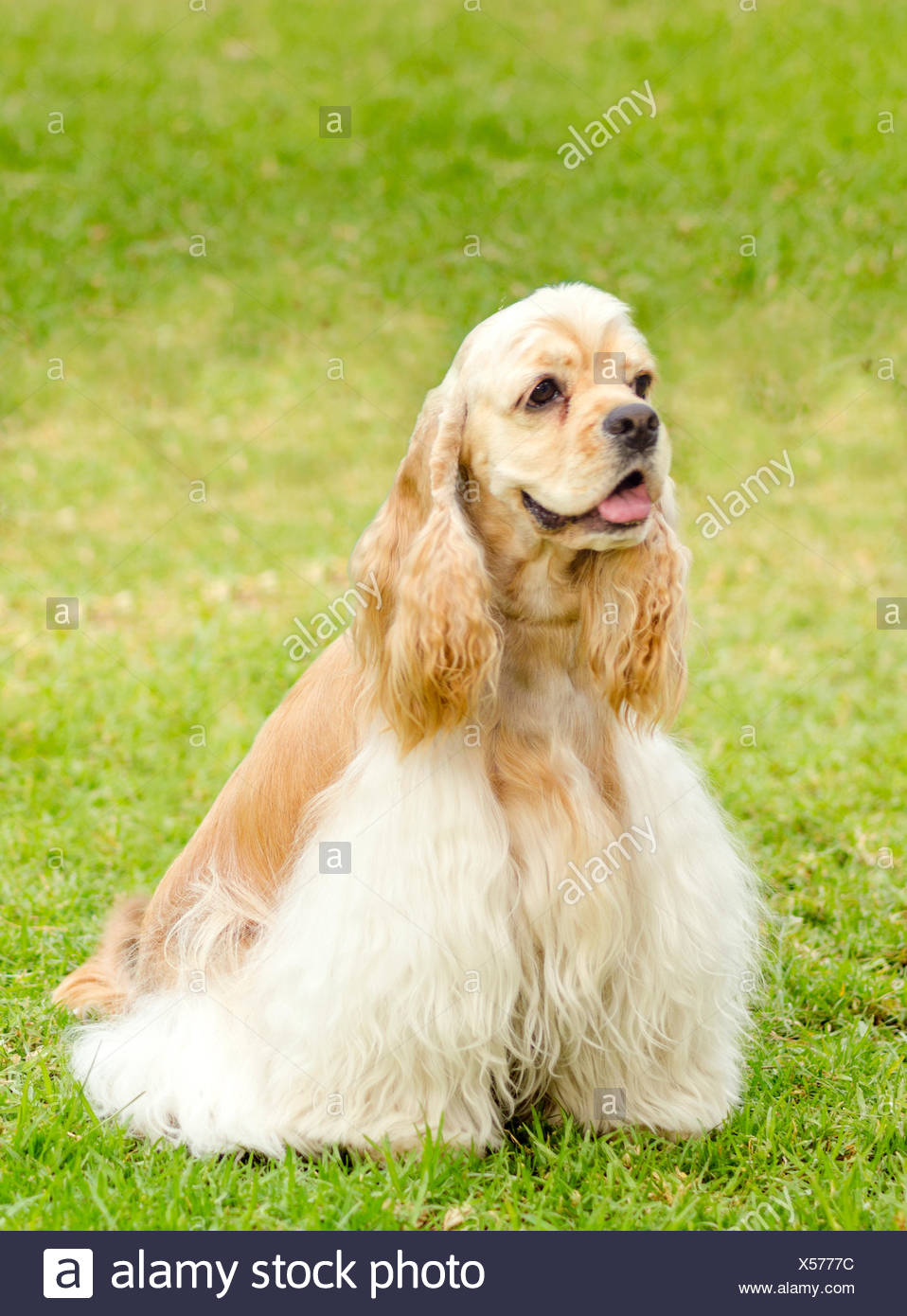 albino cocker spaniel