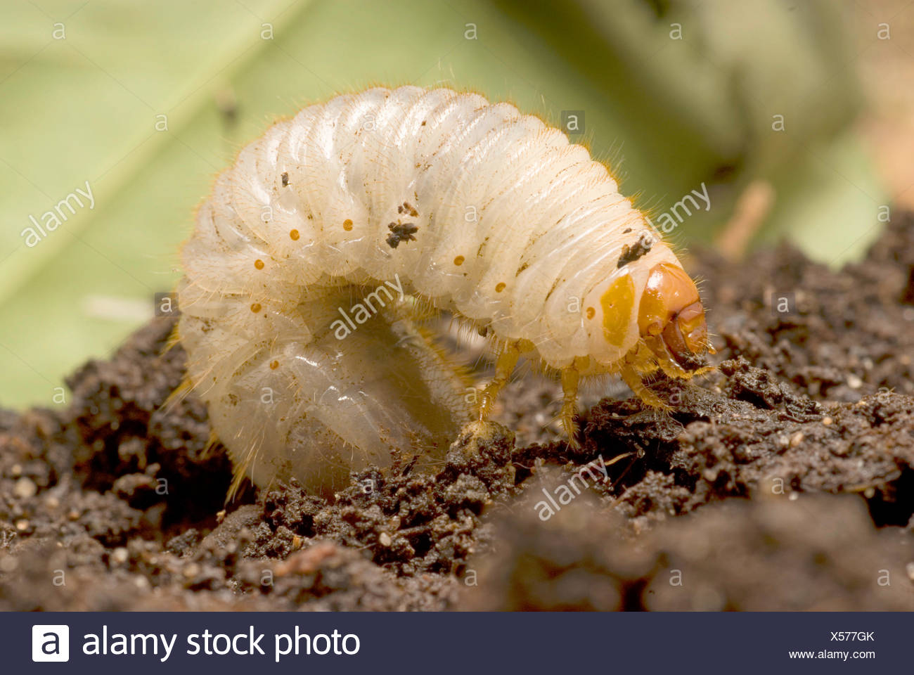 common cockchafer, maybug (Melolontha melolontha), cockchafer grub, Germany Stock Photo