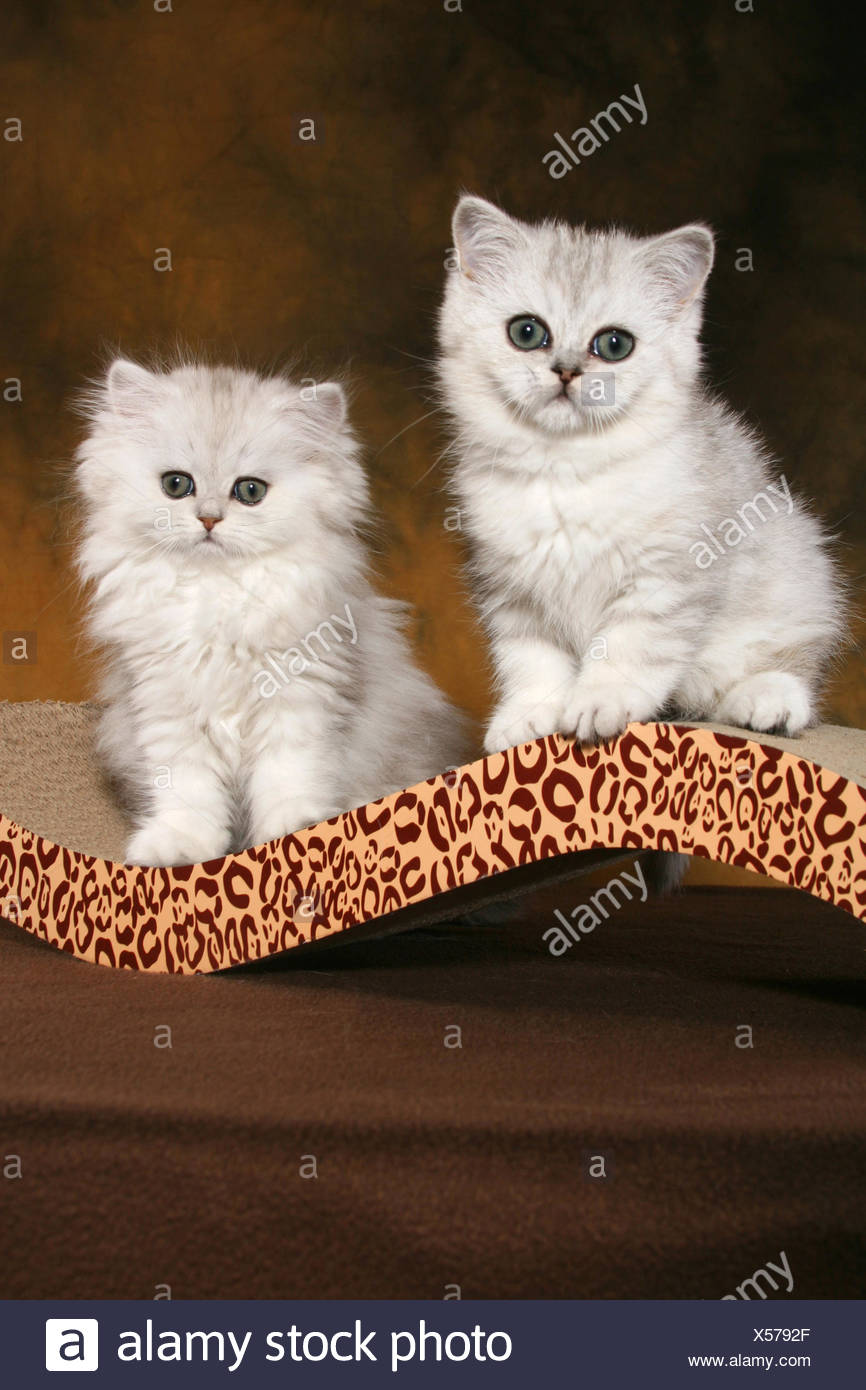 Exotic Shorthair And Persian Cat Stock Photo 278599959 Alamy