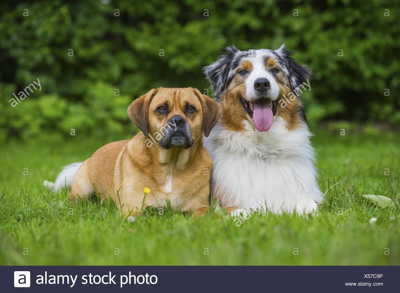 Australian Shepherd And Puggle Stock Photo 278602514 Alamy