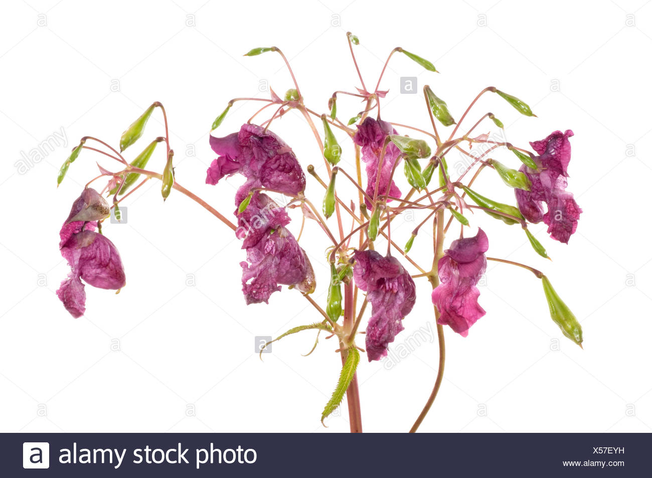 Indisches Springkraut / Himalayan Balsam Stock Photo