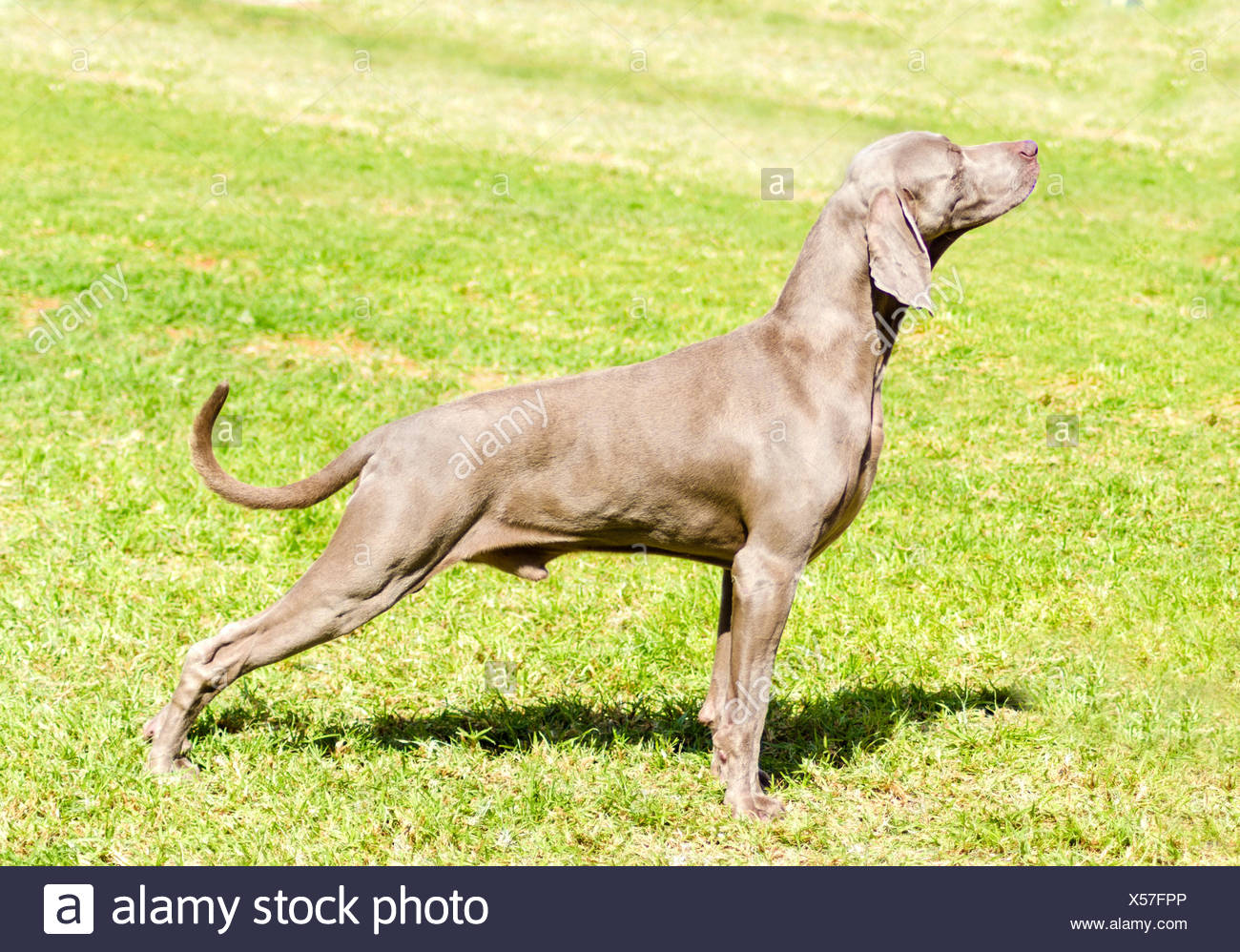 gray hunting dog