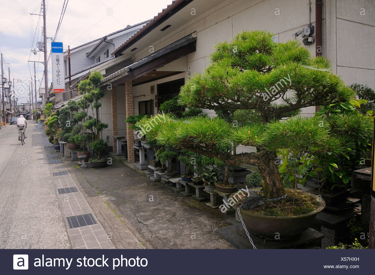 Large privately owned Bonsai garden in Sasayama, Japan, Asia Stock Photo