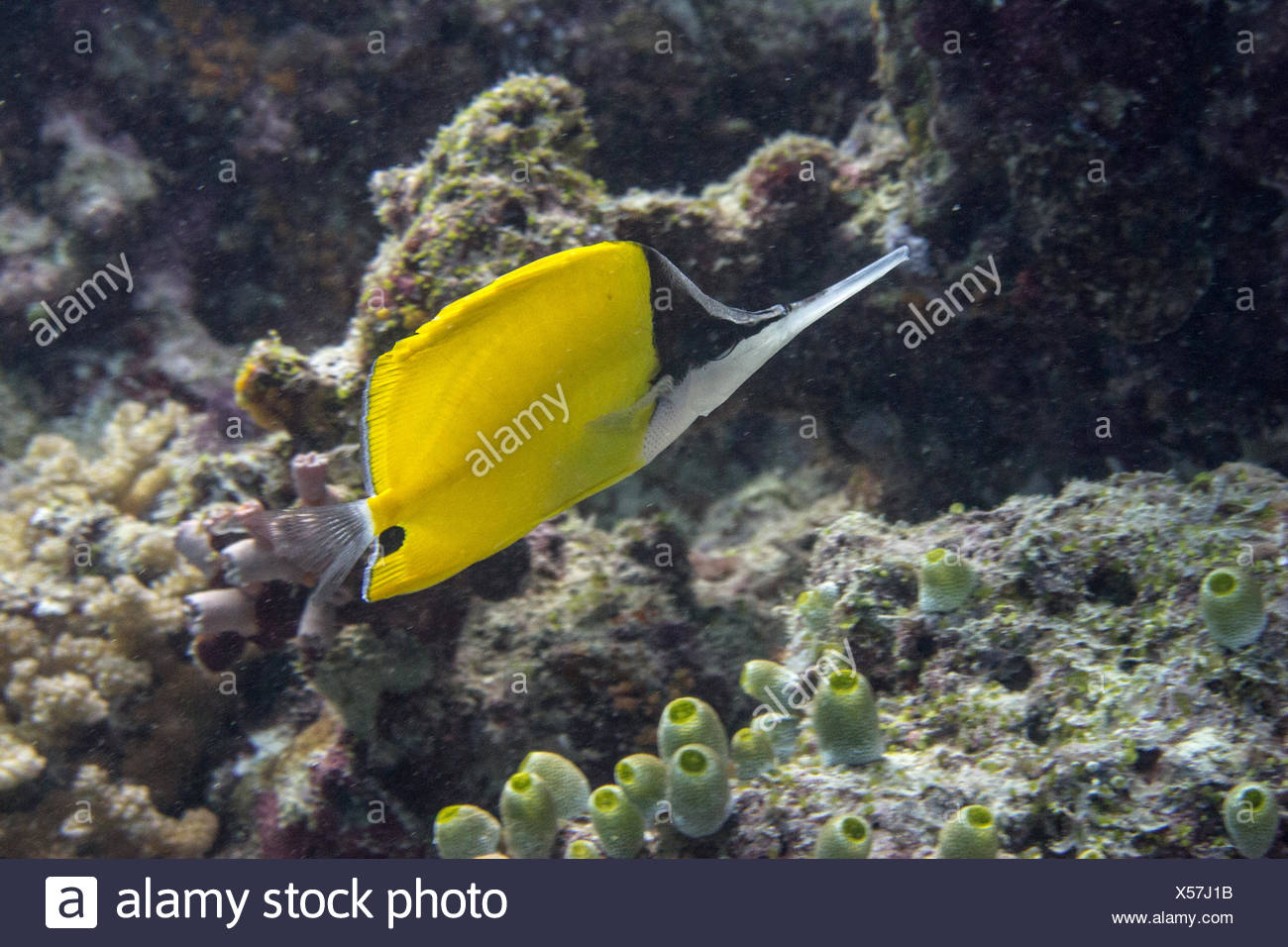 Sea Fish Long Nose High Resolution Stock Photography and Images - Alamy