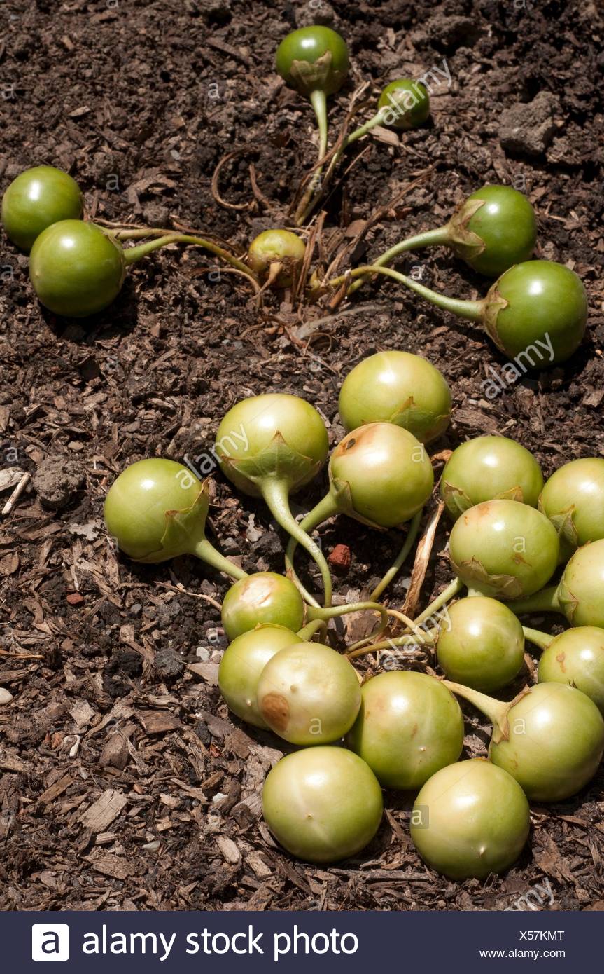 Mandrake High Resolution Stock Photography and Images - Alamy