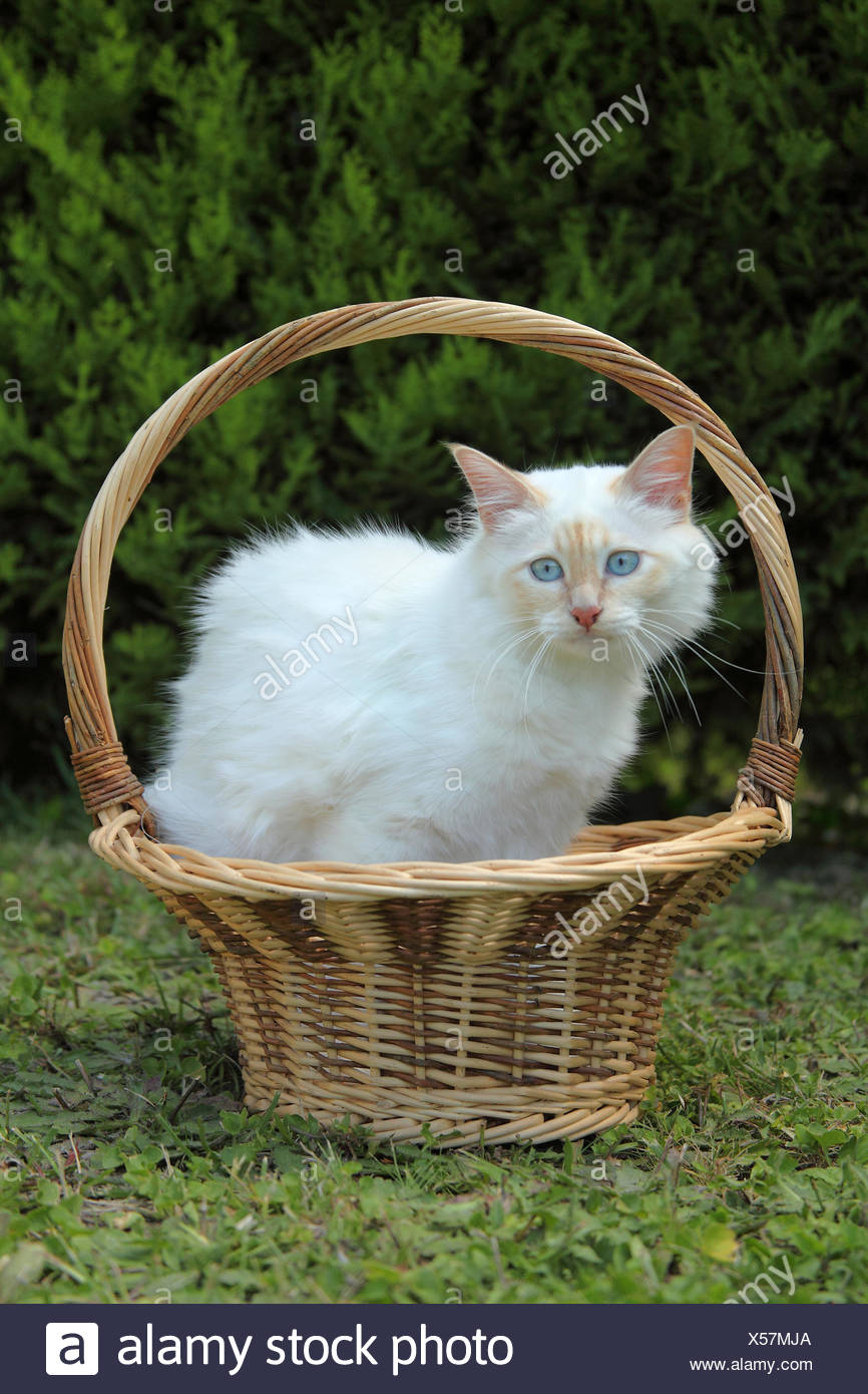 Sacred Cat of Burma in a basket - France Stock Photo - Alamy